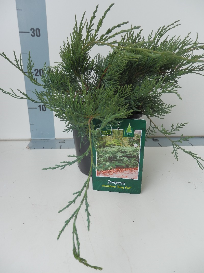 Можжевельник виргинский Грей Оул